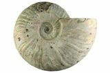 Silver Iridescent Ammonite (Cleoniceras) Fossil - Madagascar #345607-1